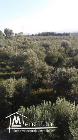 Hectare à Fondouk Ejdid