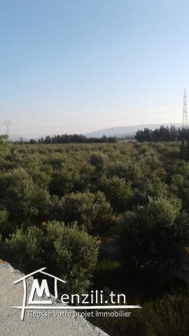 Hectare à Fondouk Ejdid