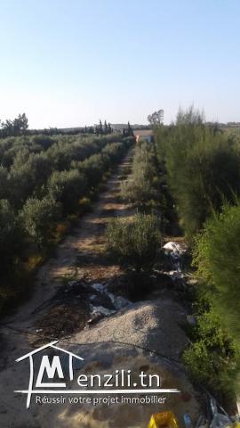 Hectare à Fondouk Ejdid