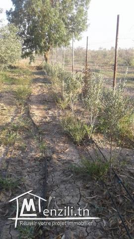 Hectare à Fondouk Ejdid