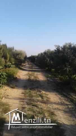 Hectare à Fondouk Ejdid