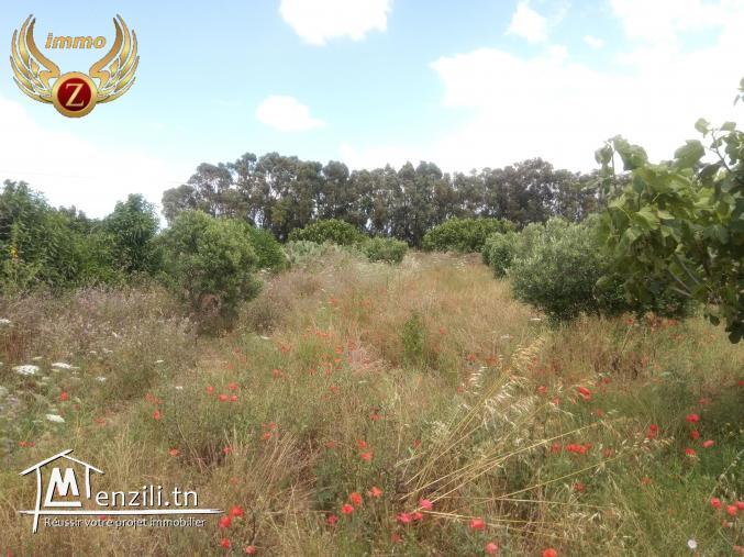 à vendre terrain 3000m² akelibia