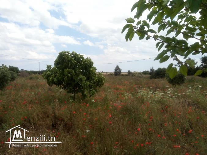 à vendre terrain 3000m² akelibia