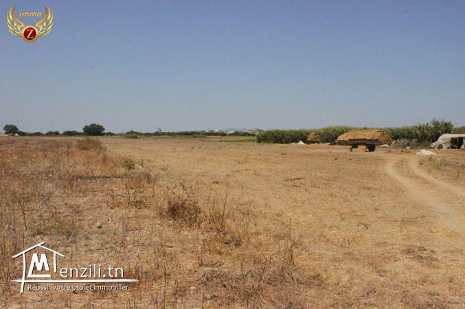 2.5 hectares à 75 milles à kelibia pour plus d'info 55201288
