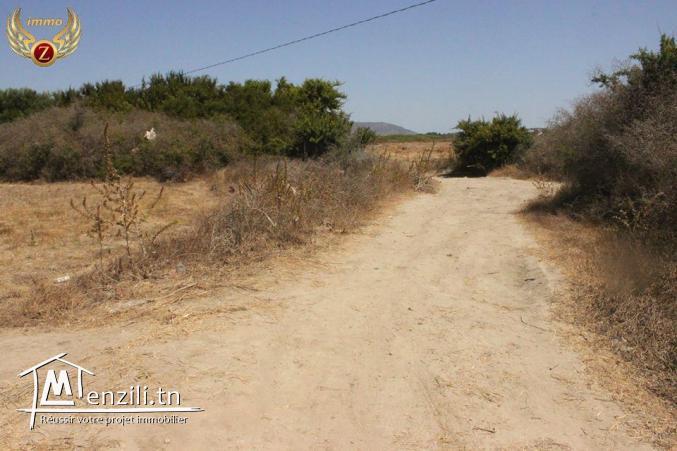 2.5 hectares à 75 milles à kelibia pour plus d'info 55201288