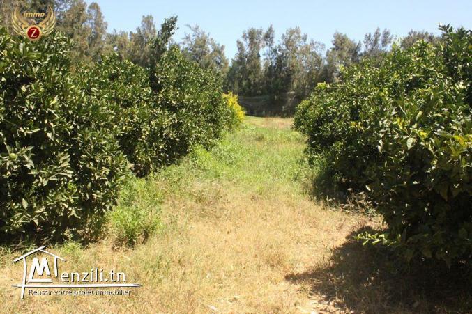 senya à azmour kelibia