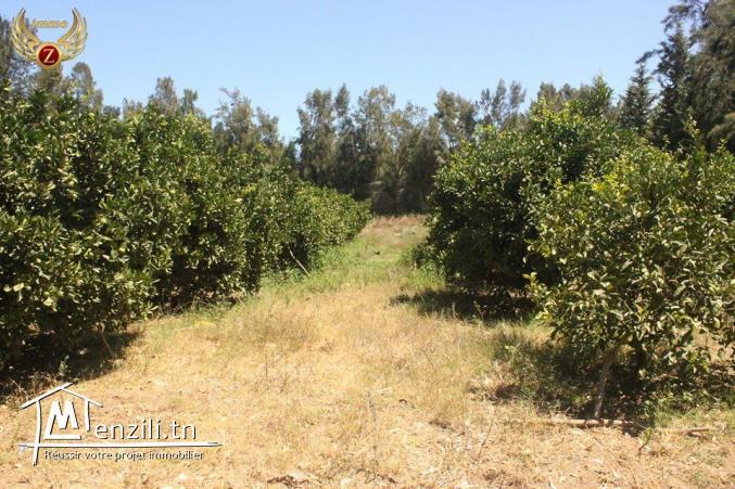 senya à azmour kelibia