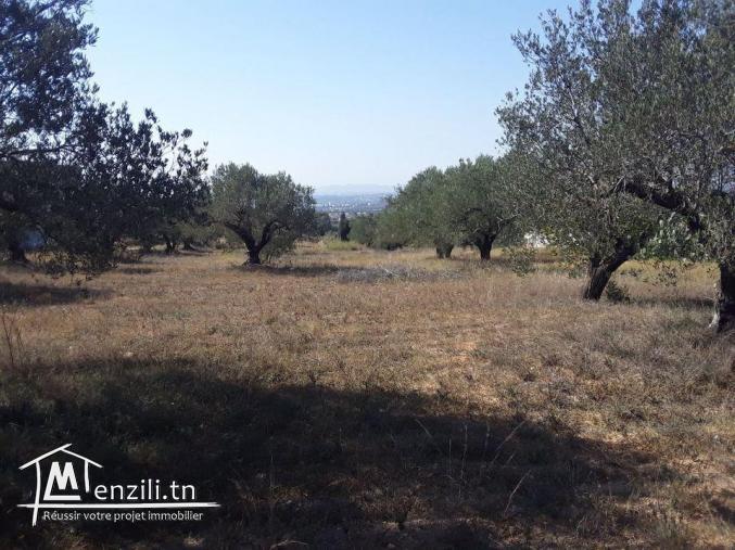 Terrain 1710 m compagne Hammamet