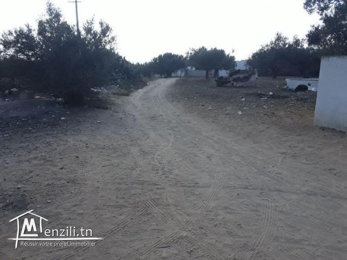 Terrain 200 m compagne Hammamet prix abordable