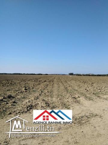 Terrain agricole de 4 hectares a el haouaria cap bon