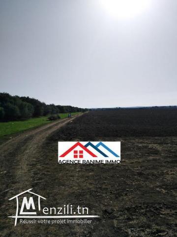 Terrain agricole de 4 hectares a el haouaria cap bon