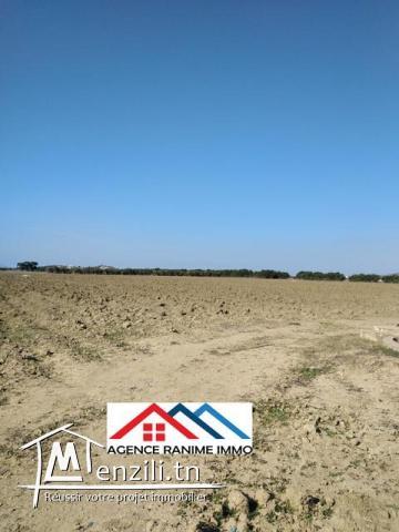 Terrain agricole de 4 hectares a el haouaria cap bon