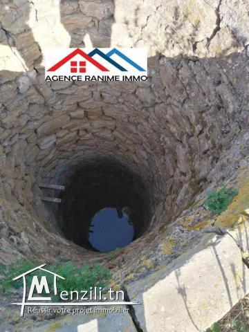 Terrain agricole de 4 hectares a el haouaria cap bon