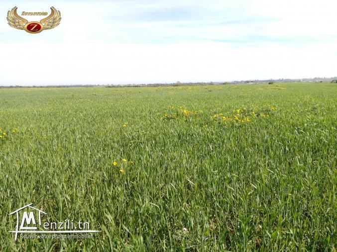 للبيع 19 هكتار بين قليبية و منزل تميم