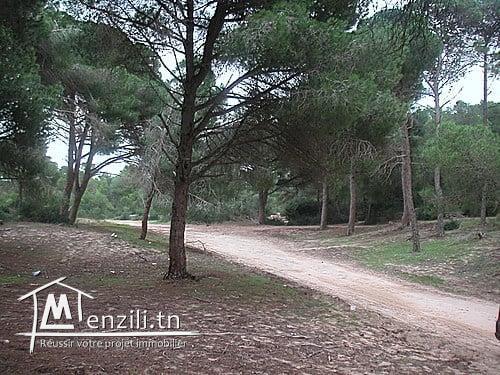 a vendre un terrain de 1000m²