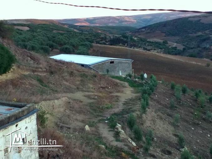 A vendre terrain agricole #Bizerte