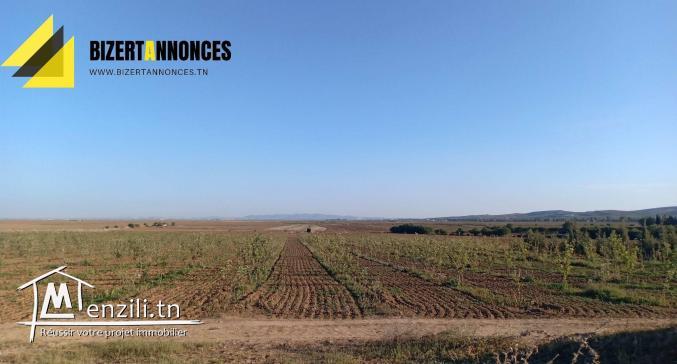 للبيع أرض فلاحية في عين غلال أوتيك