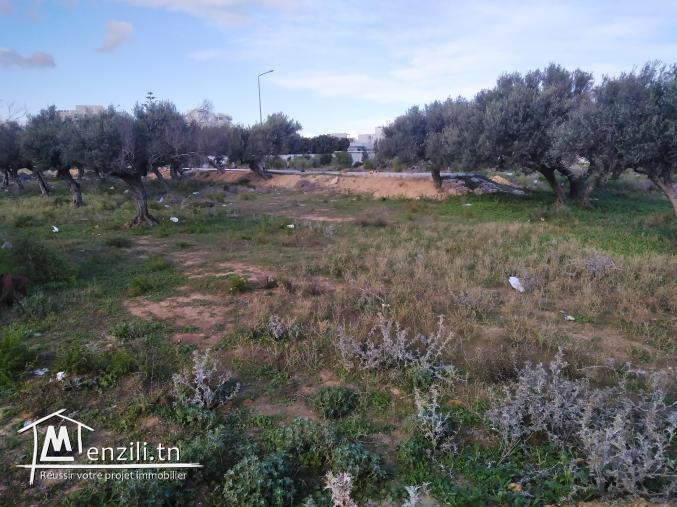 Terrain à vendre à Sidi Mahrsi