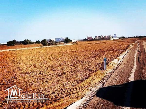 lots terrains hammamet a 25000dt