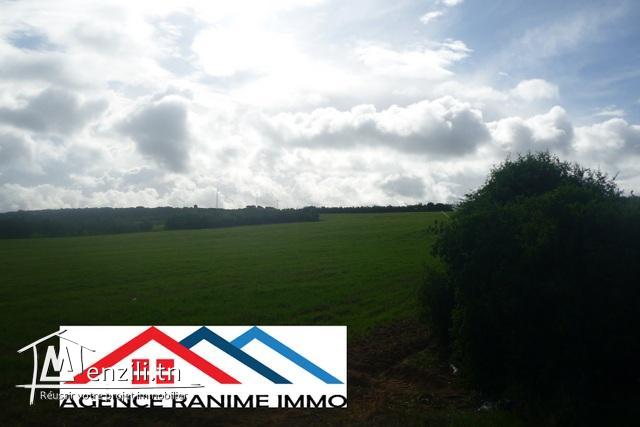 Terrain de 4 hects a entoure el haouaria cap bon