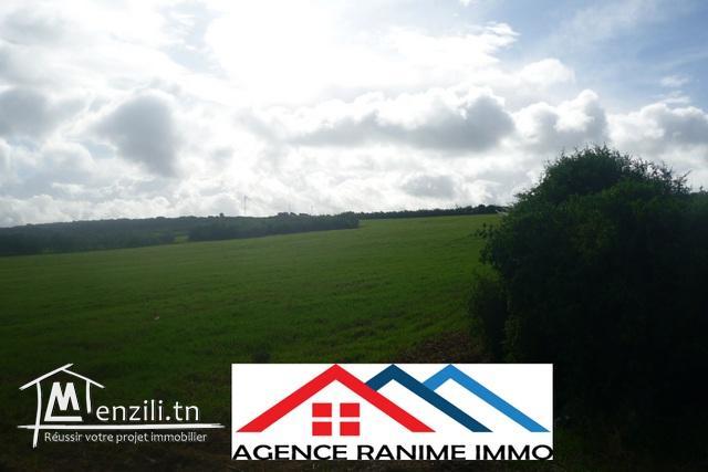 Terrain de 4 hects a entoure el haouaria cap bon