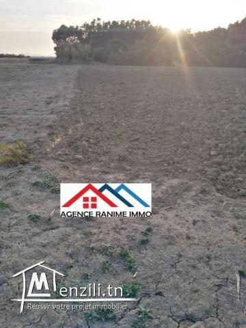 Terrain agricole de 6 hectares a el haouaria cap bon
