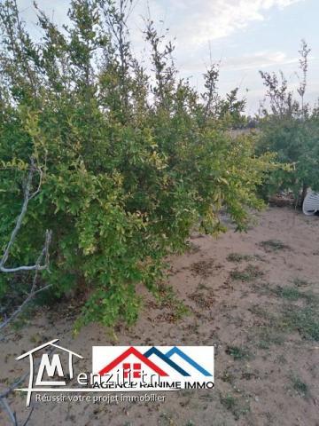 Terrain agricole de 6 hectares a el haouaria cap bon