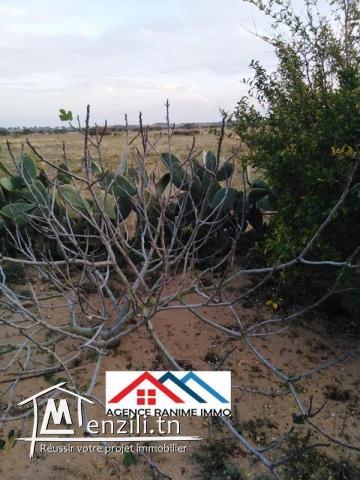 Terrain agricole de 6 hectares a el haouaria cap bon