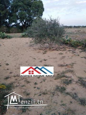 Terrain agricole de 6 hectares a el haouaria cap bon