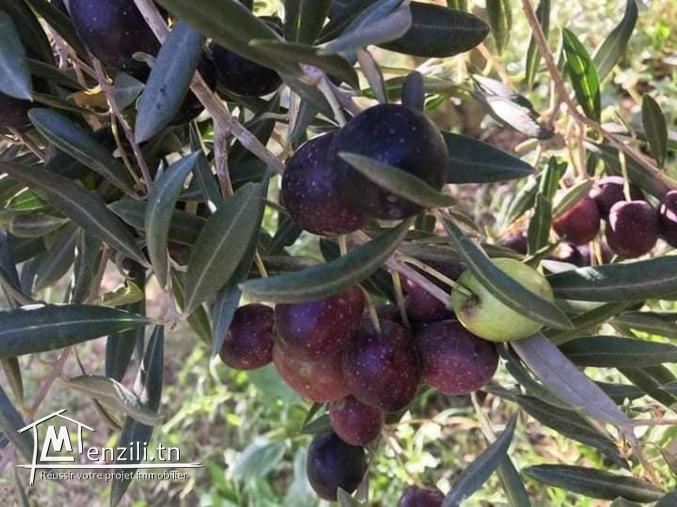 à vendre "Senya" près de El Haouaria