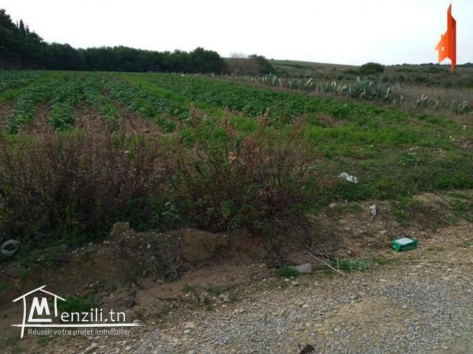 تلوج عل الافاريات والفرص