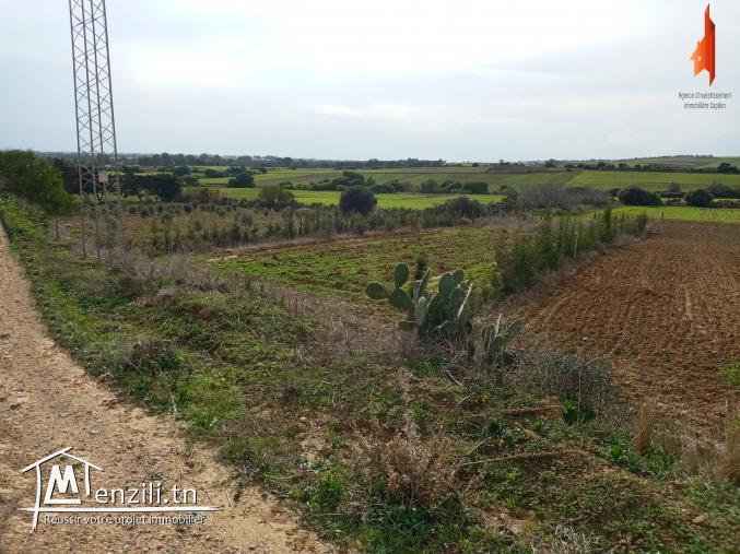 terrain à vendre situés à Tamozrat Kélibia à 2 km de la plage
