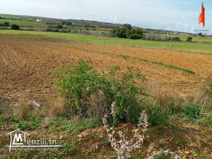 à vendre situés à Tamozrat Kélibia