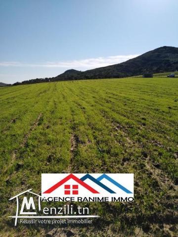 Terrain de 2476m2 a entoure el haouaria 8045