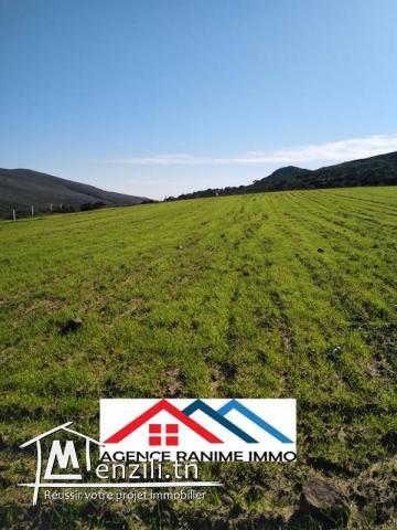 Terrain de 2476m2 a entoure el haouaria 8045