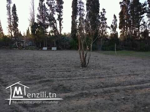 للبيع ارض 3000 م² المكان بو حماد نابل