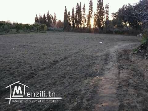 للبيع ارض 3000 م² المكان بو حماد نابل