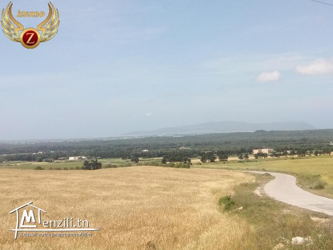 Terrain à Kélibia à 15000dt!!
