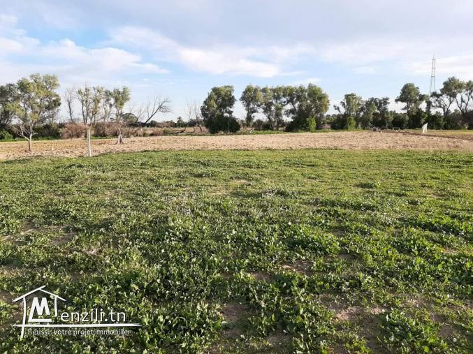 Occasion à ne pas rater - Terrain à Chotrana