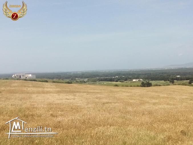 Terrain à Kélibia à 15000dt