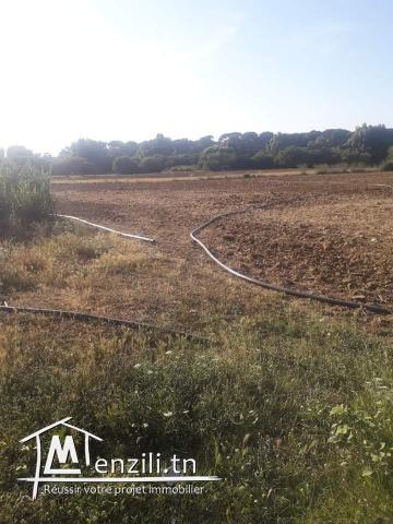 5000m² à Kélibia à 12dt/m²!!Contacter:90611201