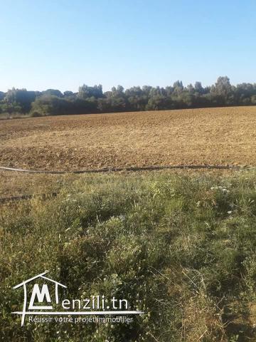 5000m² à Kélibia à 12dt/m²!!Contacter:90611201