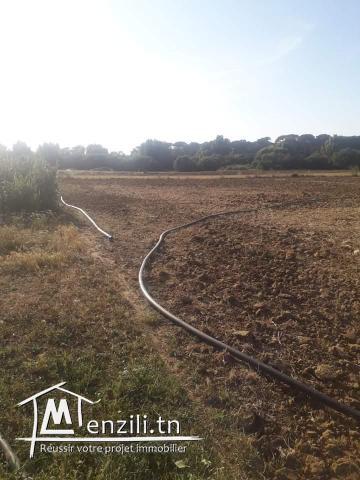 5000m² à Kélibia à 12dt/m²!!Contacter:90611201