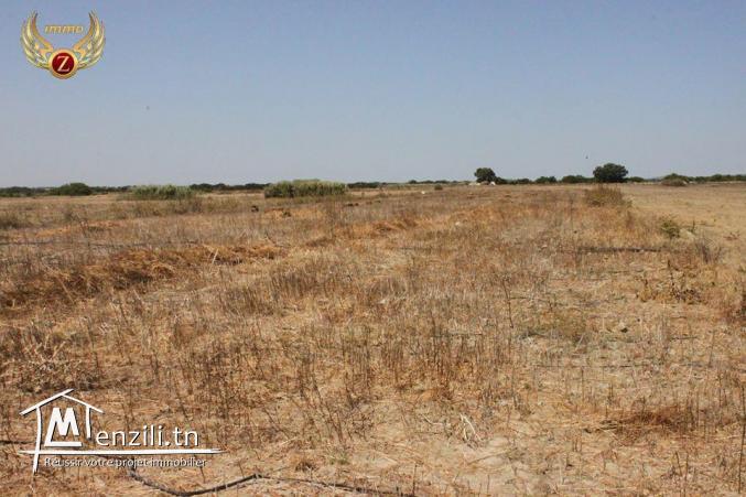 Terrain à Kélibia à 75MD