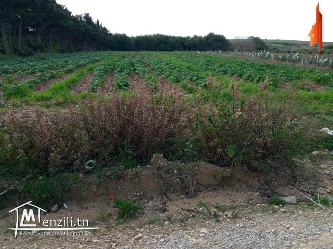 terrain à vendre situés à Tamozrat Kélibia