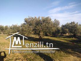 Un terrain à Hammamet, Mrezgua à seulement 250 dt le mètre.