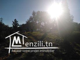 Un terrain à Hammamet, Mrezgua à seulement 250 dt le mètre.