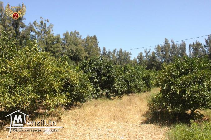 Senya à Kélibia à ne pas rater!! Appelez le: 90611201