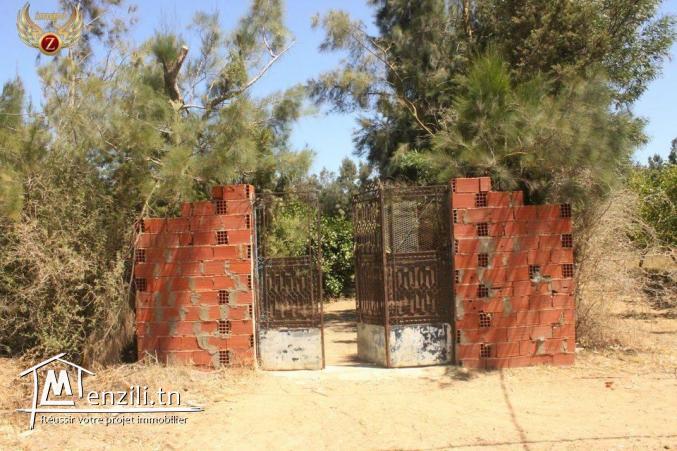 Senya à Kélibia à ne pas rater!! Appelez le: 90611201