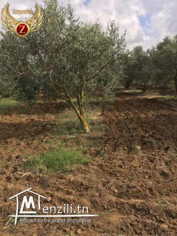 Senya à ElHawariya à ne pas rater!!CONTACTER: 90611201